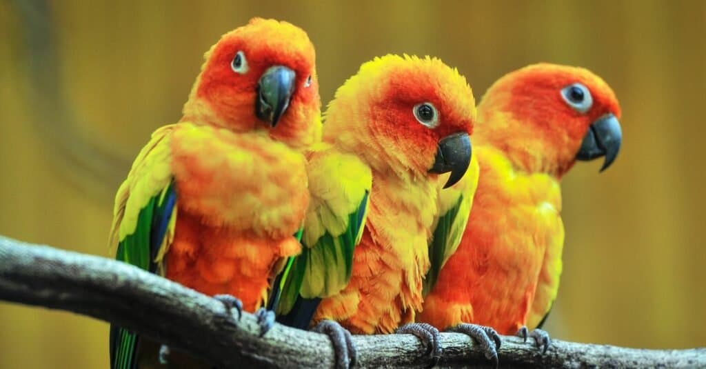 Tre bellissimi parrocchetti, Sun Conures, seduti su un ramo di un albero.