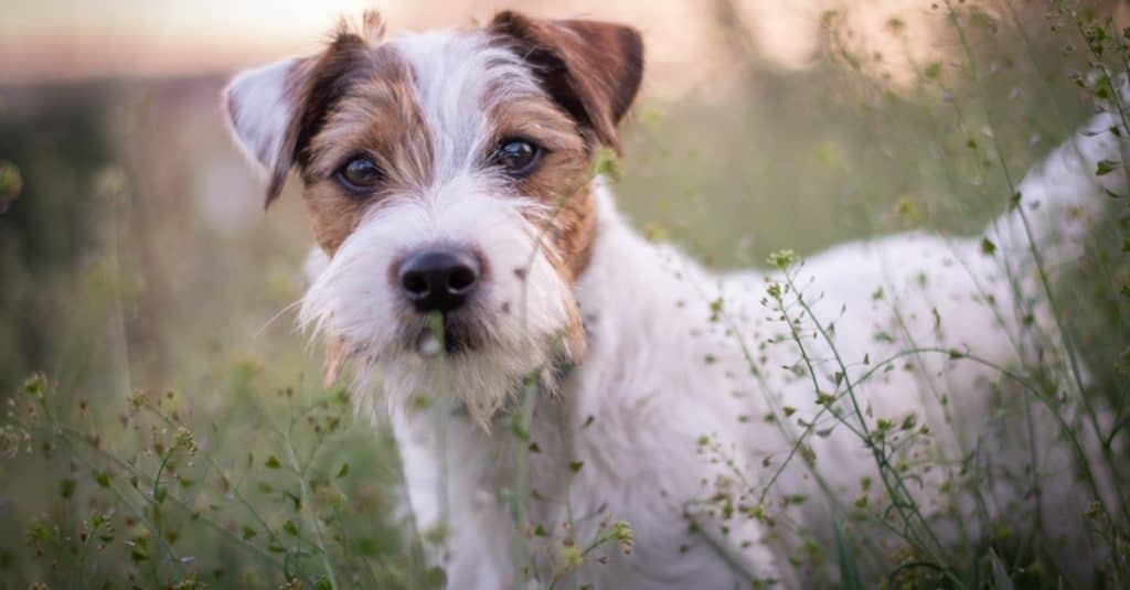 Parson Russell Terrier seduto in erba