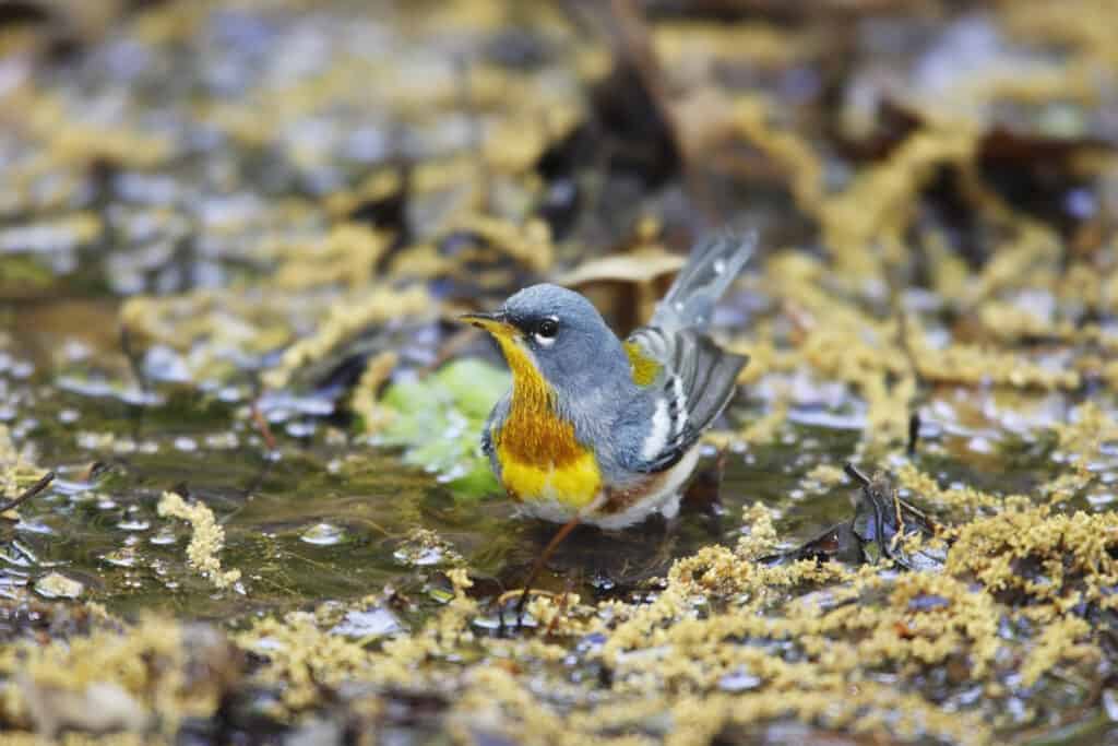 Parula settentrionale