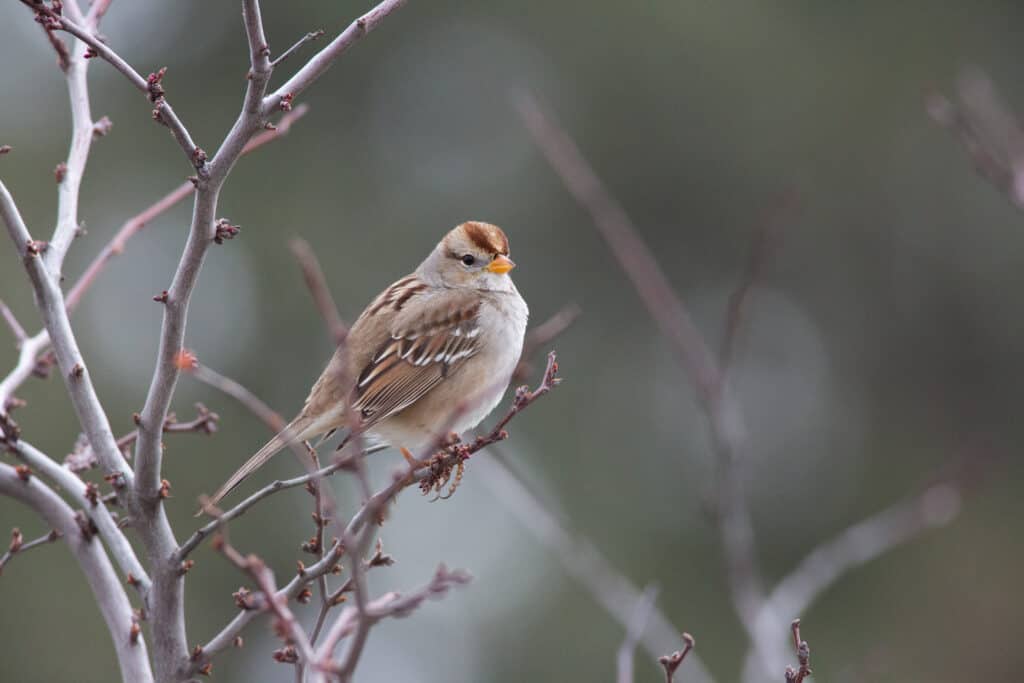 Passero dalla corona bianca