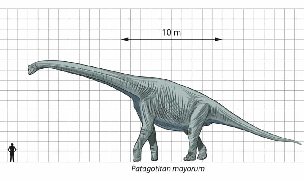 Illustrazione del Patagotico con umano per scala