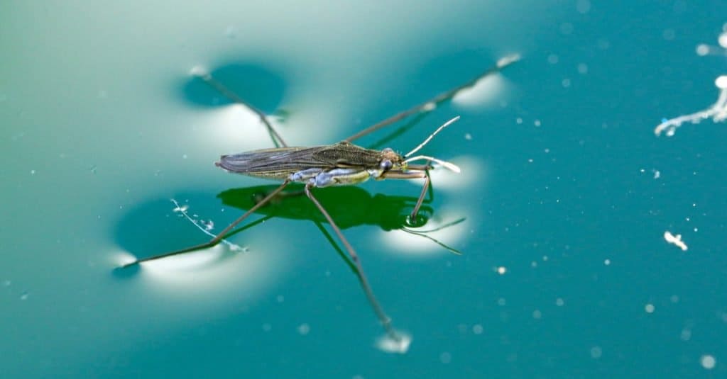 Gerris lacustris o pattinatore di stagno comune