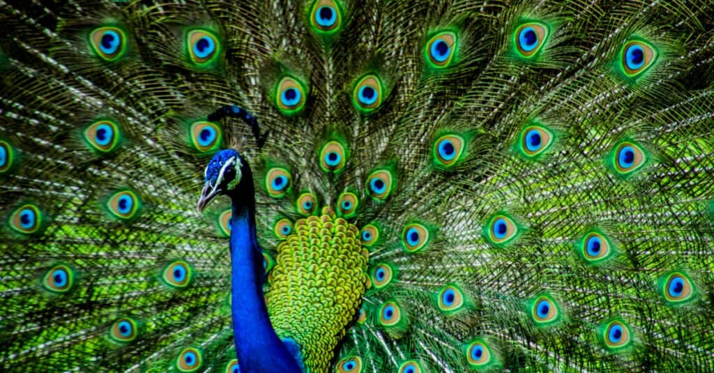 L'animale più bello: il pavone