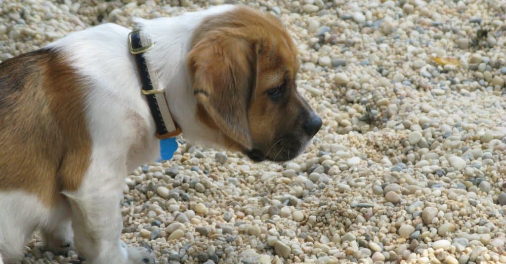 Cucciolo di Peagle, che gioca fuori.