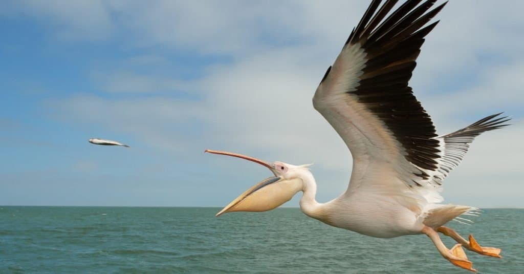 Cosa mangiano i pellicani?  - Pellicano bianco in volo, cattura del pesce, Namibia, Africa