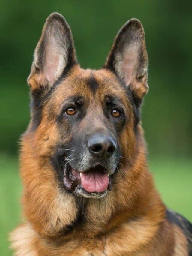 I cani più spaventosi