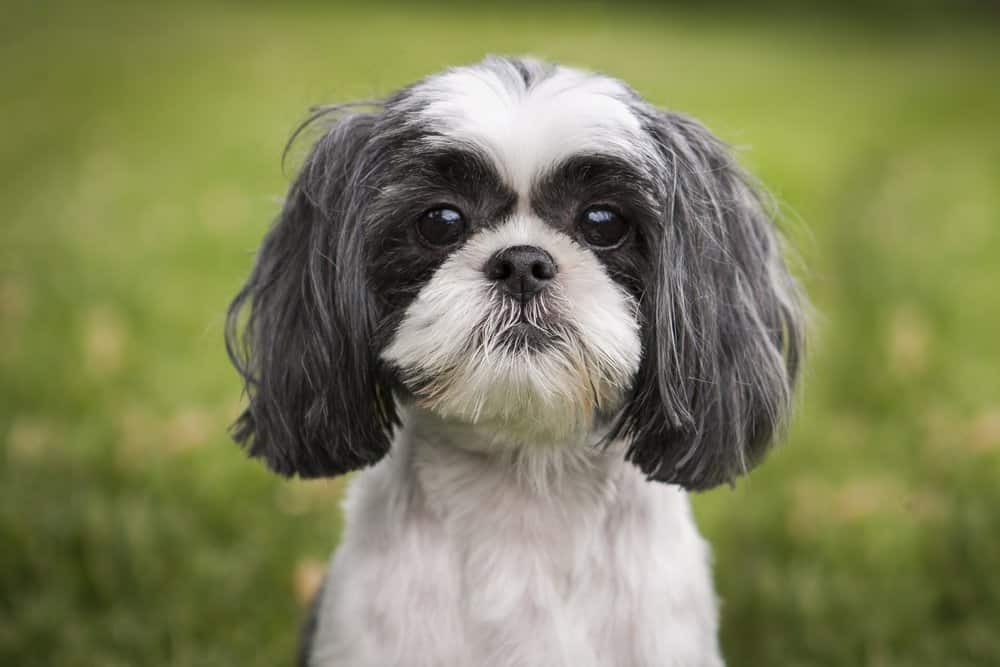Havanese contro Shih Tzu