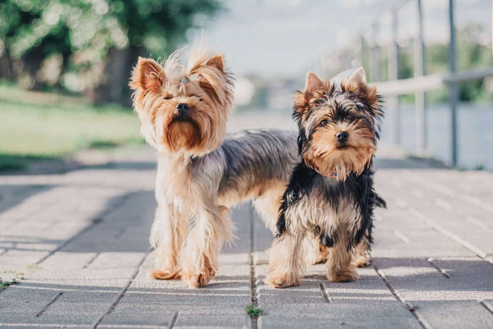 Yorkshire terrier