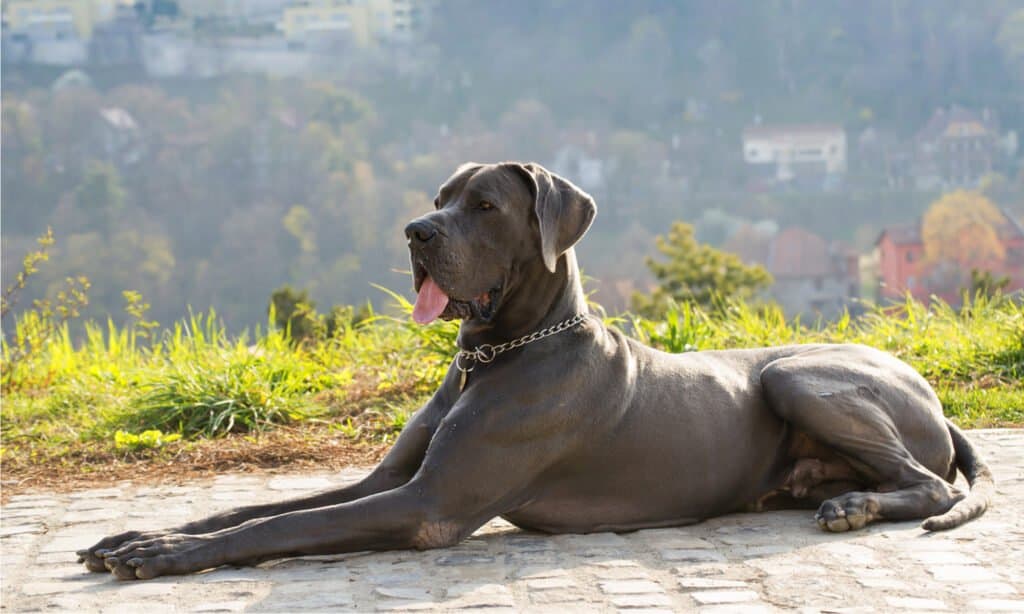 cibo per cani per alani