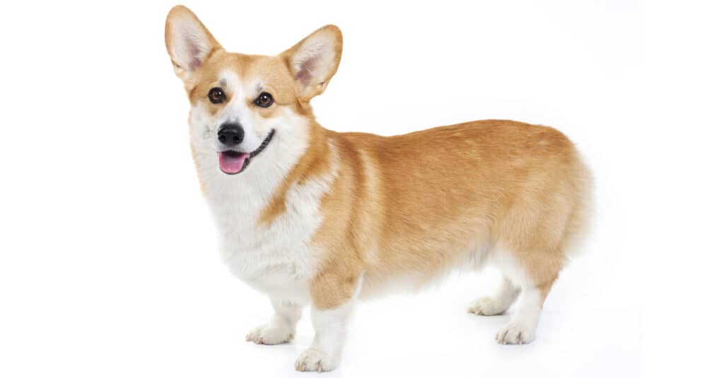 Pembroke Welsh Corgi - Isolato
