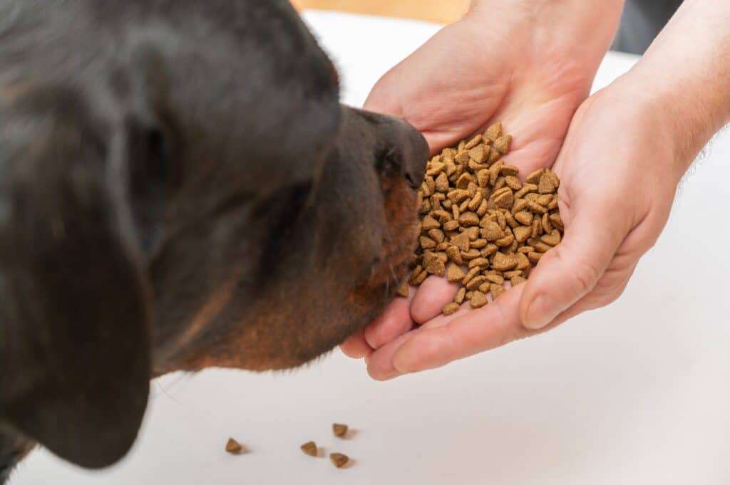 Rottweiler che guarda il cibo