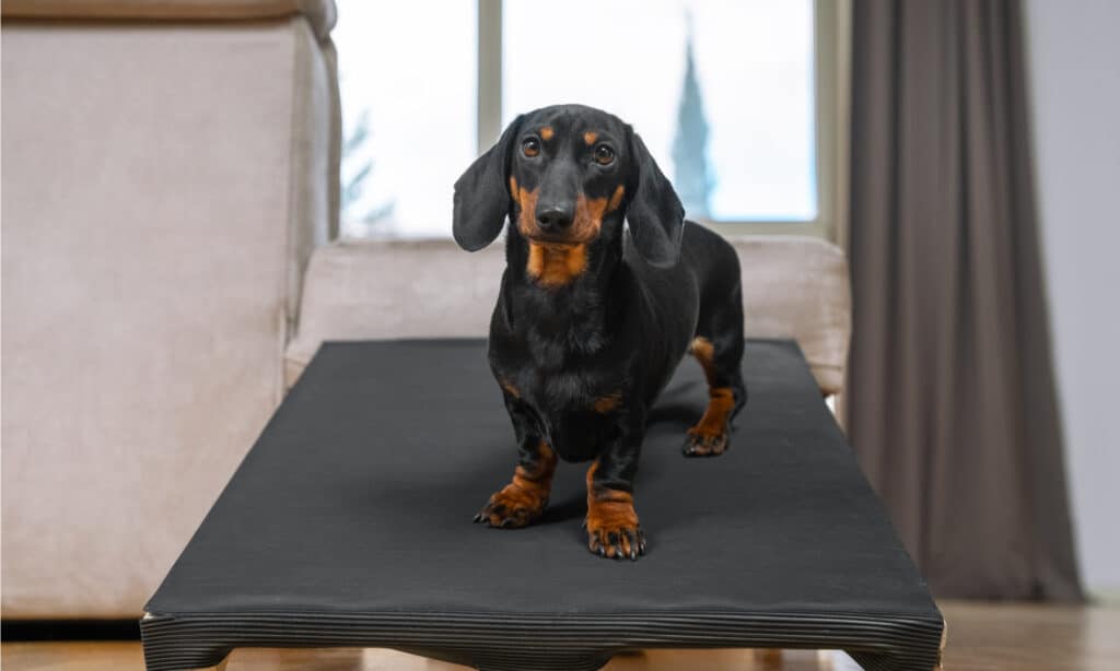 rampa per cani per scale