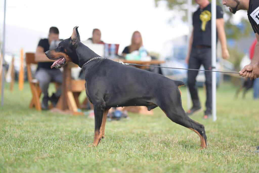 dobermann europeo