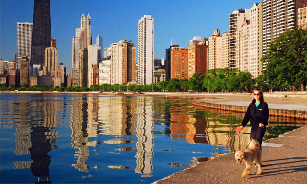 Serie Dog Park - Skyline di Chicago