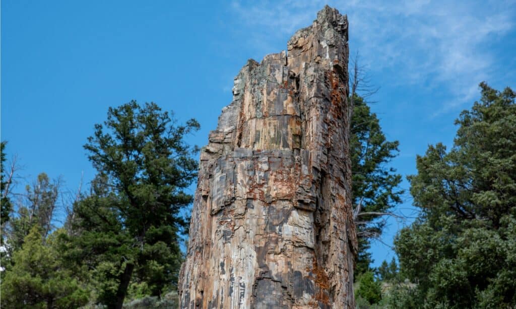 La foresta pietrificata di Yellowstone