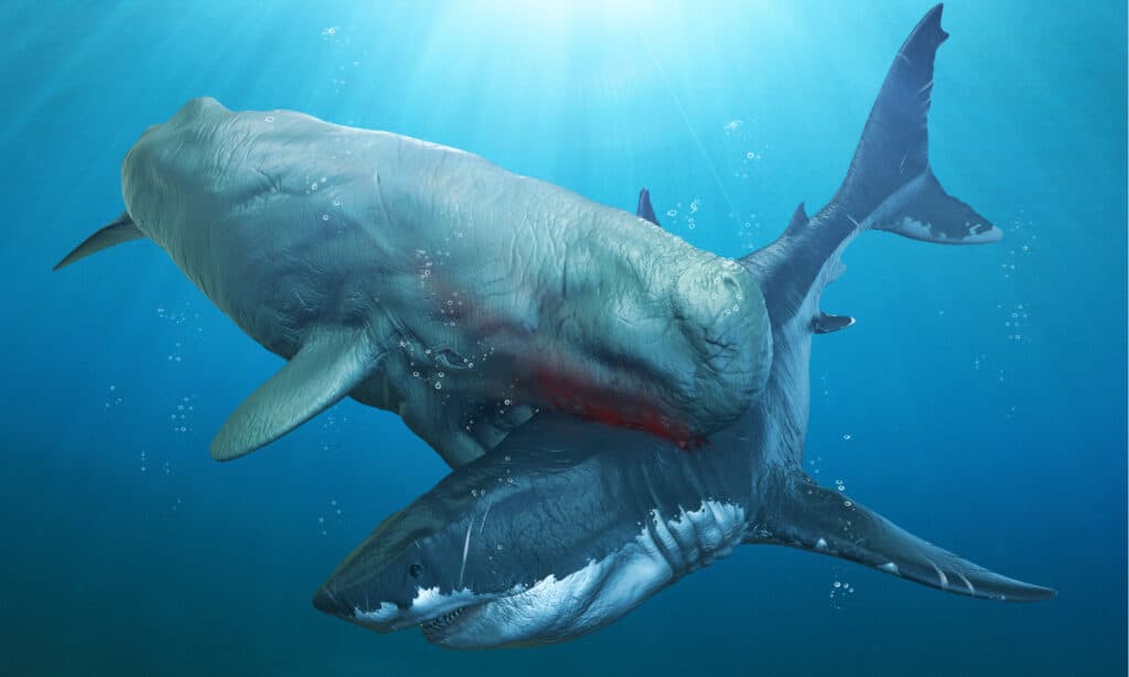 Livyatan contro Megalodon