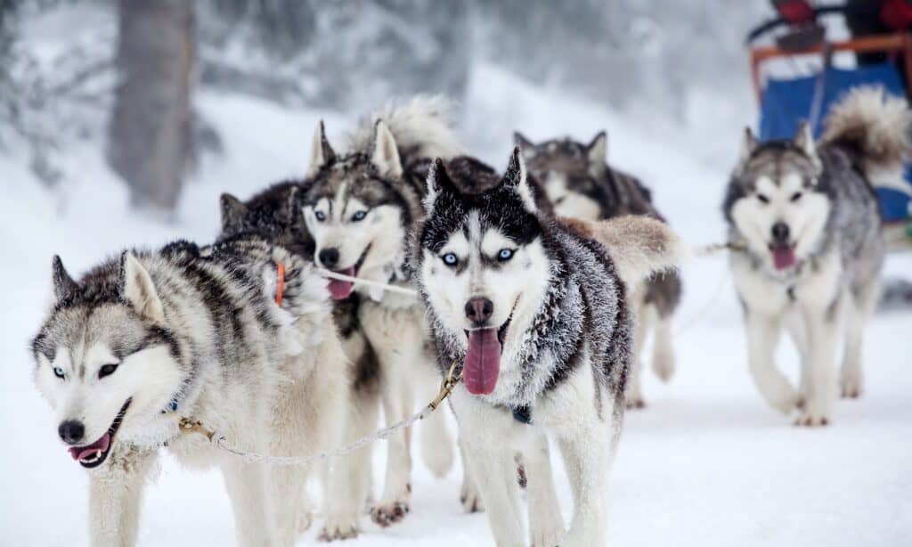 Perché i Siberian Husky hanno gli occhi azzurri?