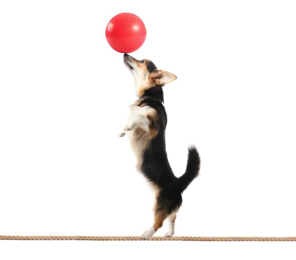 cane sulle zampe posteriori sul filo del rasoio con la palla in equilibrio sul naso