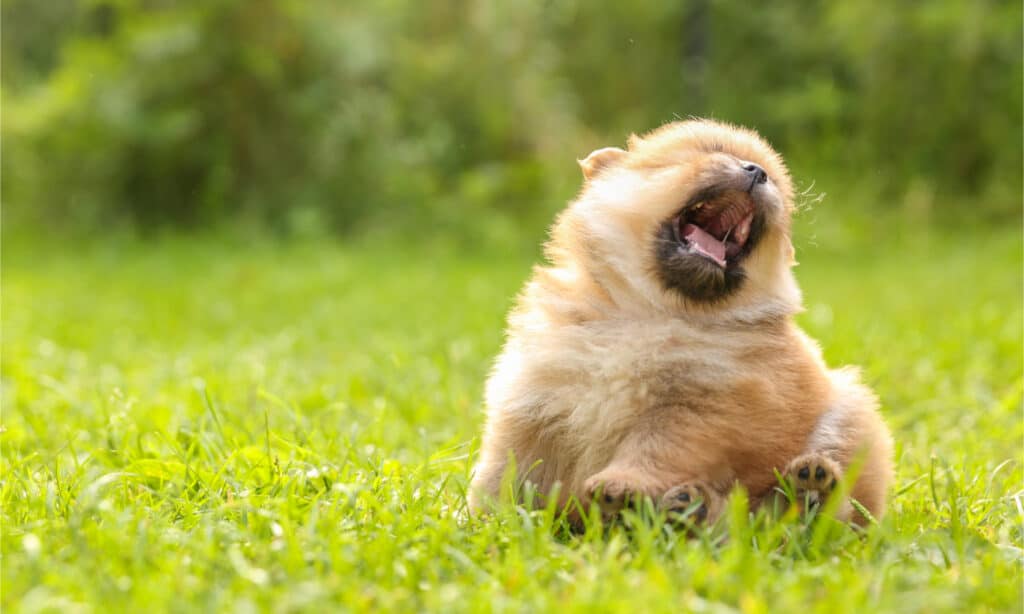 Un Pomerania che starnutisce in un campo