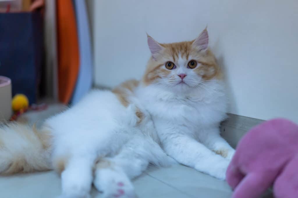 gatto peloso che fissa