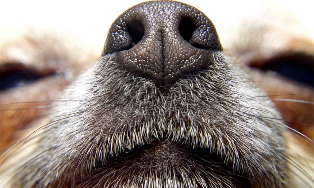 Il naso di un cane (noto come rinario) può percepire le onde infrarosse