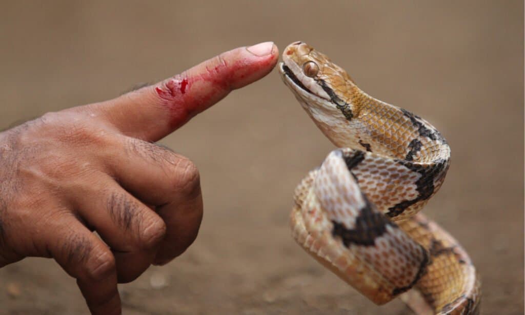 Morso di serpente di gatto con mano umana