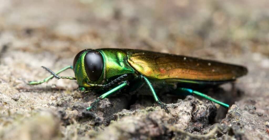 Tipi di coleotteri - Emerald Ash Borer