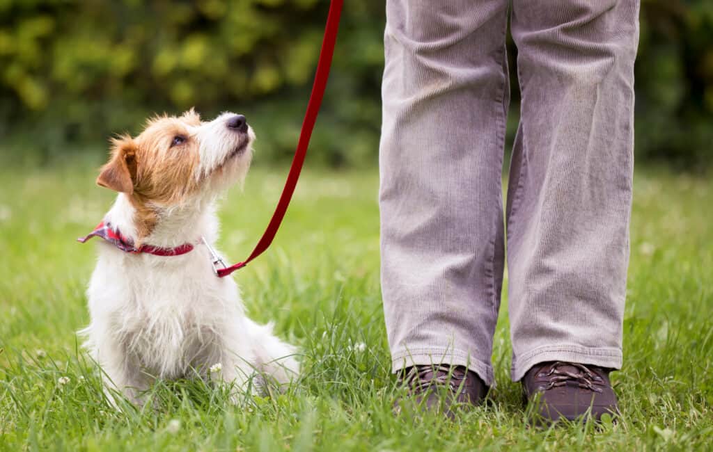 cane al guinzaglio che guarda il proprietario
