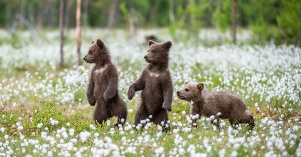cuccioli di orsetto