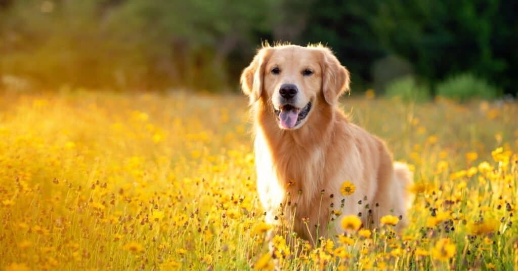 Golden Retriever vs pastore tedesco