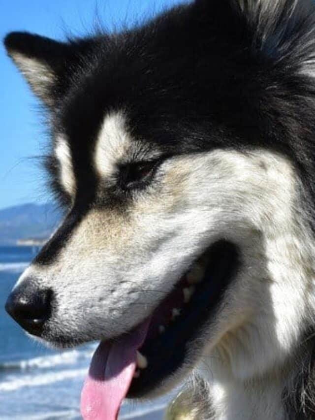 Bellissimo cane Alusky seduto su scogliere che guardano l'oceano.
