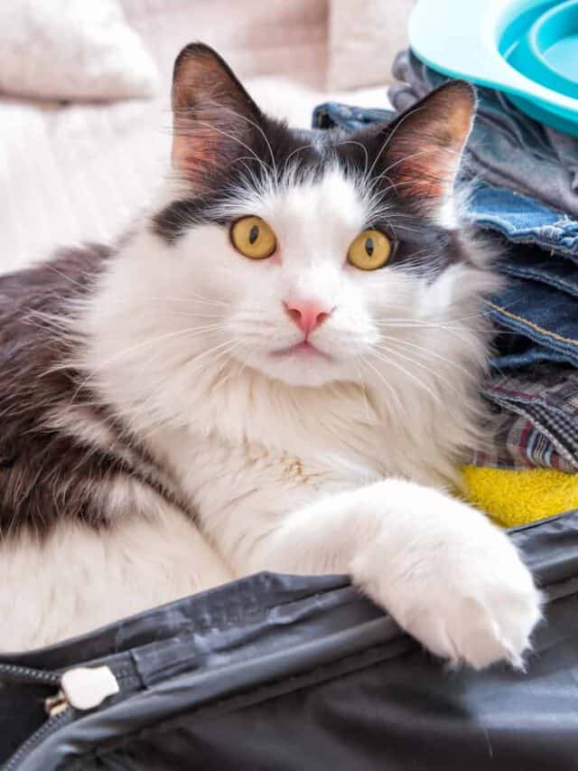 Un soffice gatto dagli occhi color ambra che giace in una valigia aperta e piena