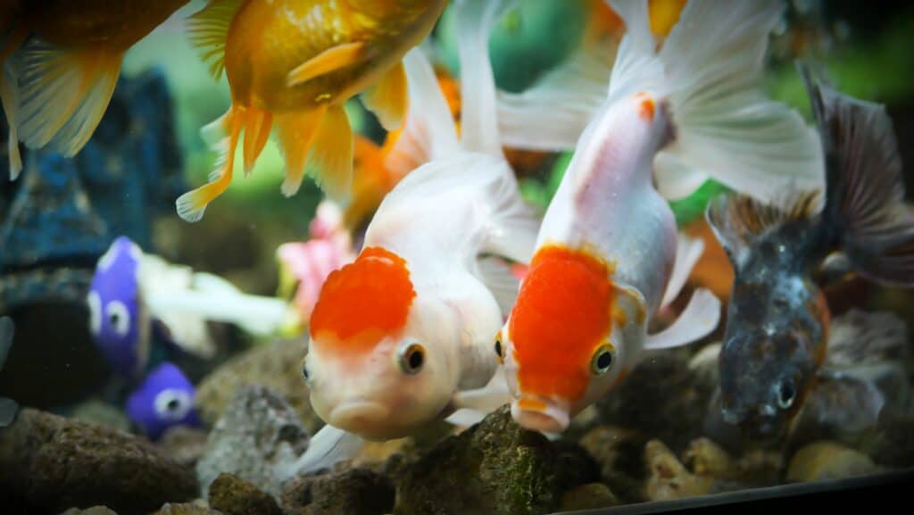 Redcap Oranda pesce rosso