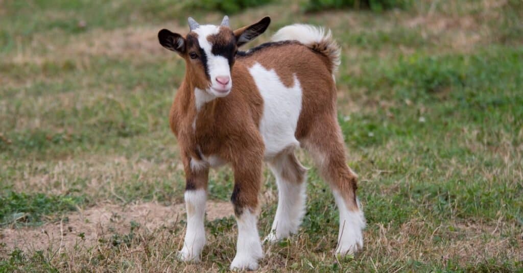 Animali di supporto emotivo