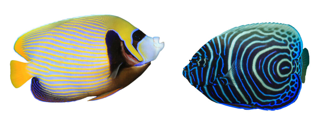 Pesce angelo imperatore adulto vs. giovanile