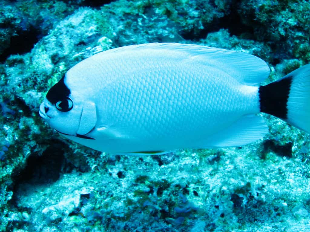 Un pesce angelo mascherato