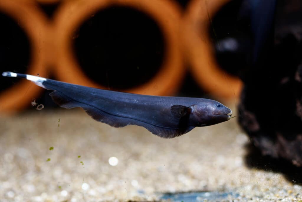 Pesce coltello