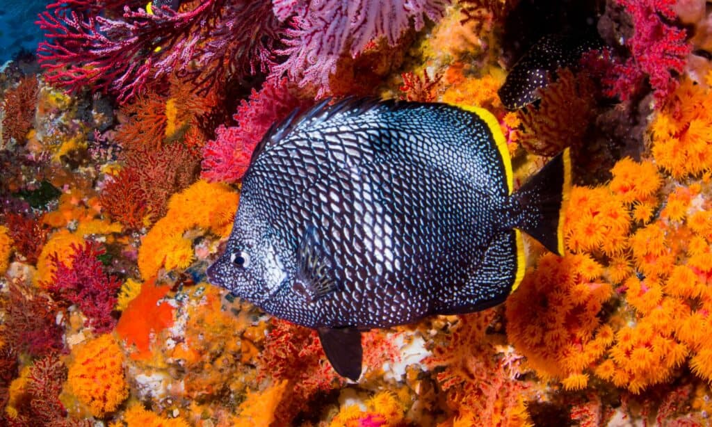 Parte di un banco di pesci farfalla in ferro battuto nell'isola di Hachijojima.  L'ambiente tipico di questa specie di pesce farfalla è vicino alle barriere coralline di acqua salata.