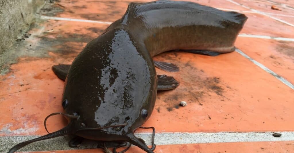 Pesce gatto ambulante, Clarias batrachus, sdraiato su piastrelle su un sentiero.