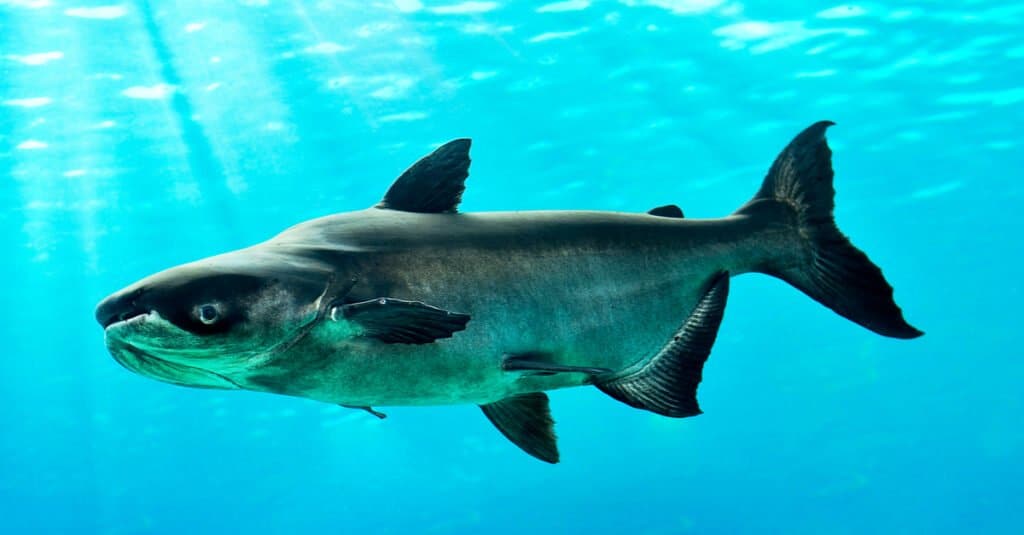 Pesce gatto gigante del Mekong che nuota