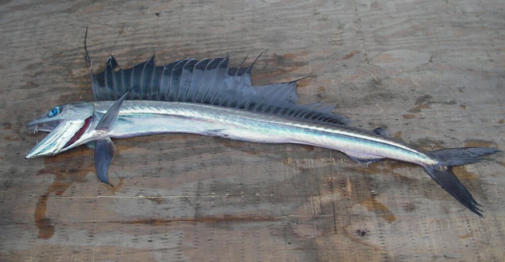 Pesce lancetta