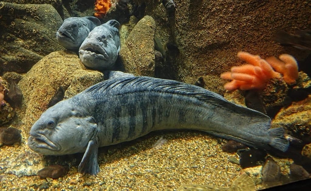 Il pesce lupo atlantico
