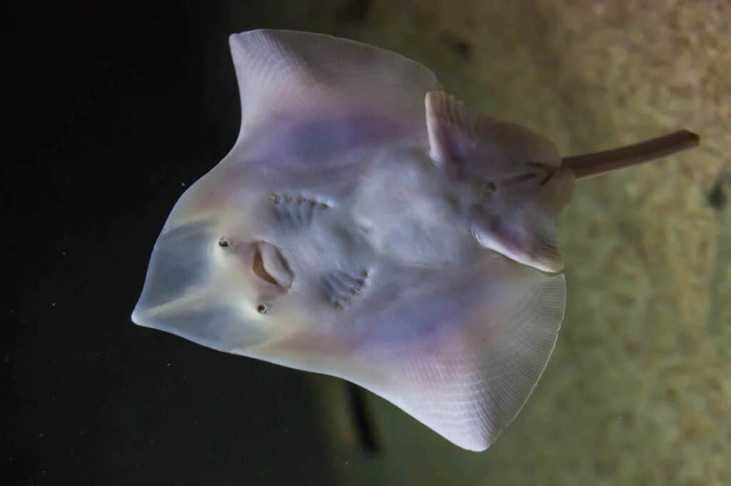 Bocca di pesce da skate