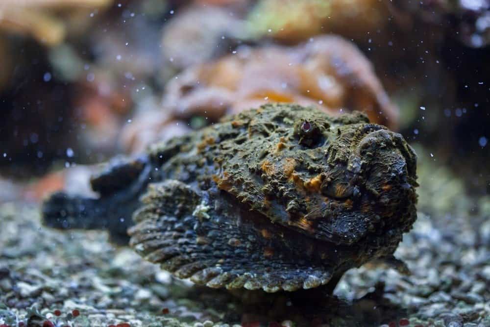 10 animali più velenosi - Pesce pietra della barriera corallina in agguato in attesa della preda