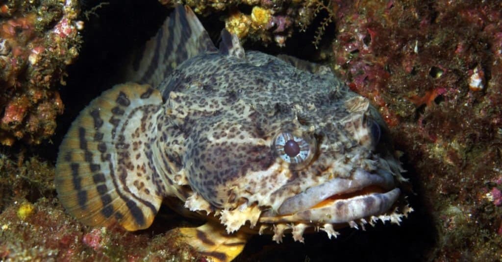Un Oyster Toadfish attende nella sua tana
