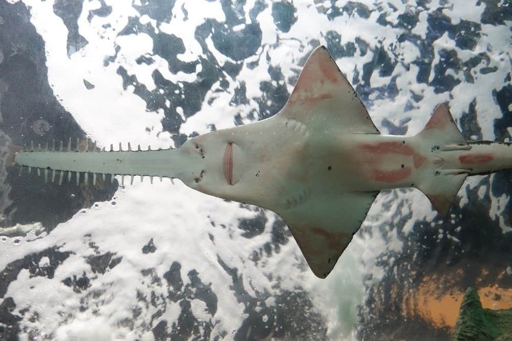 Pesce sega visto dal basso
