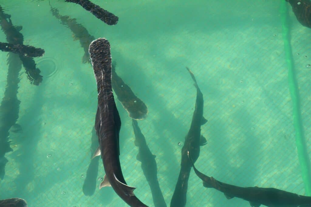 Pesce spatola americano in un allevamento ittico