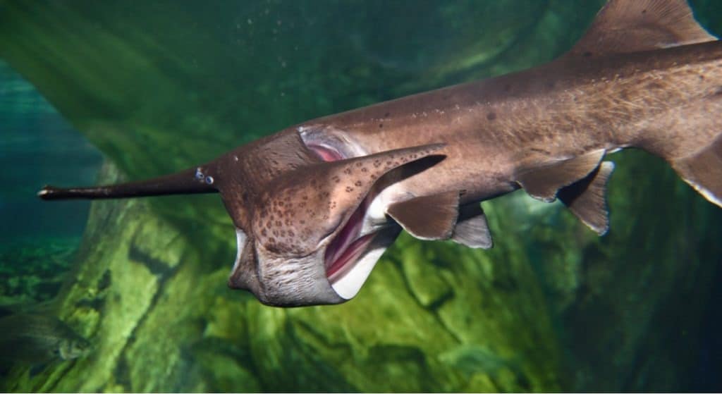 Toronto, Ontario, Canada - 2 Febbraio 2016: American Paddlefish ram sospensione zooplancton di alimentazione in un acquario