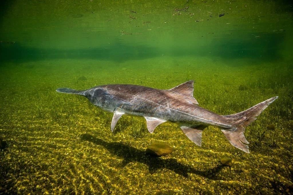 Paddlefish, pesce nativo dell'Indiana