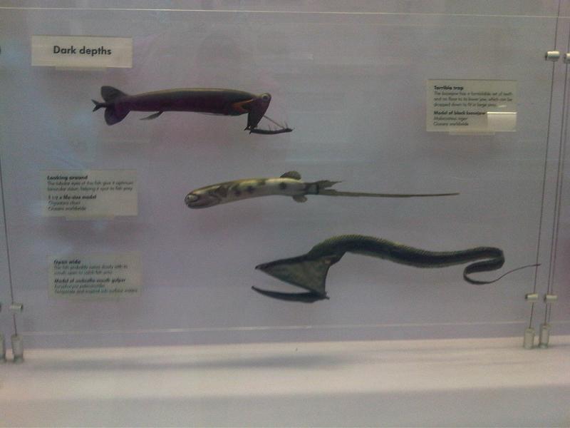 Il pesce telescopio al centro (Gigantura chuni) al Museo di Storia Naturale di Londra, Inghilterra.  I pesci hanno teste grandi e un colore blu-verdastro con una parte inferiore argentata.